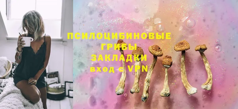 хочу   Шадринск  Псилоцибиновые грибы Cubensis 